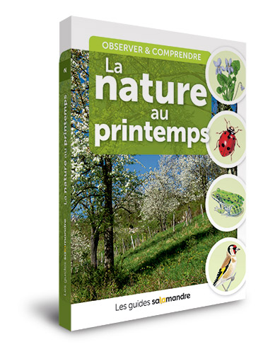 La nature au printemps